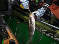 Andy Dehooking Trout